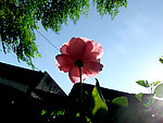 玫瑰花