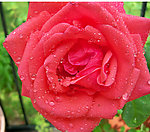 玫瑰花