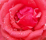 玫瑰花