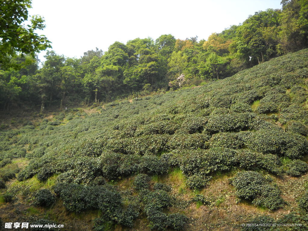 风景 茶树