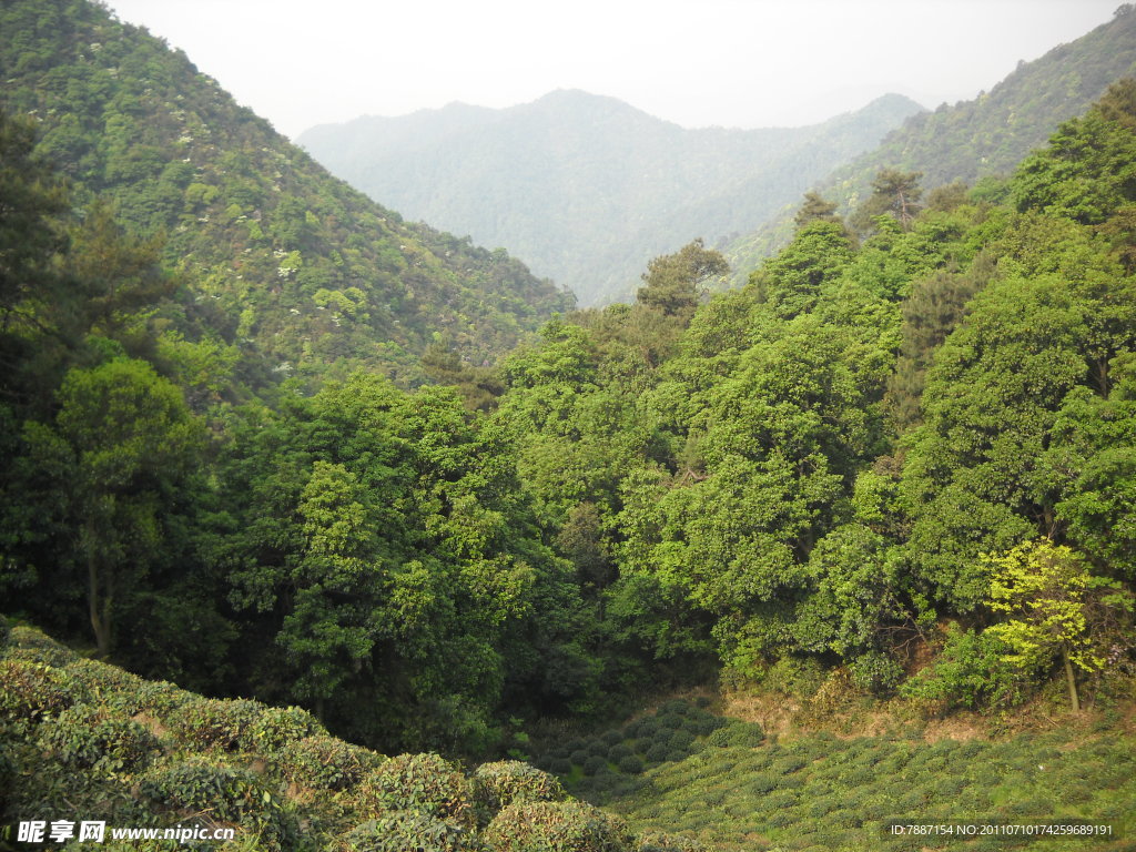 树林 山坡