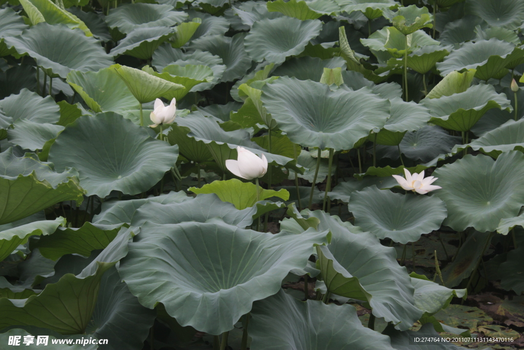 荷花 池塘