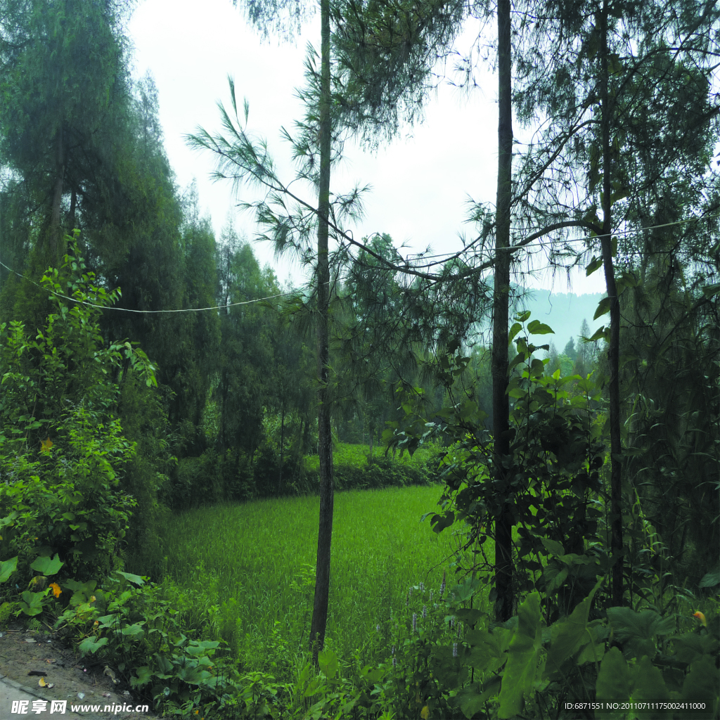 树林风景