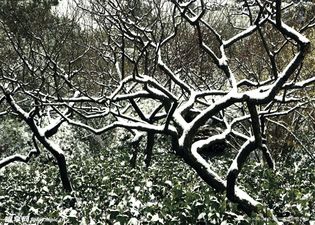 雪中的树