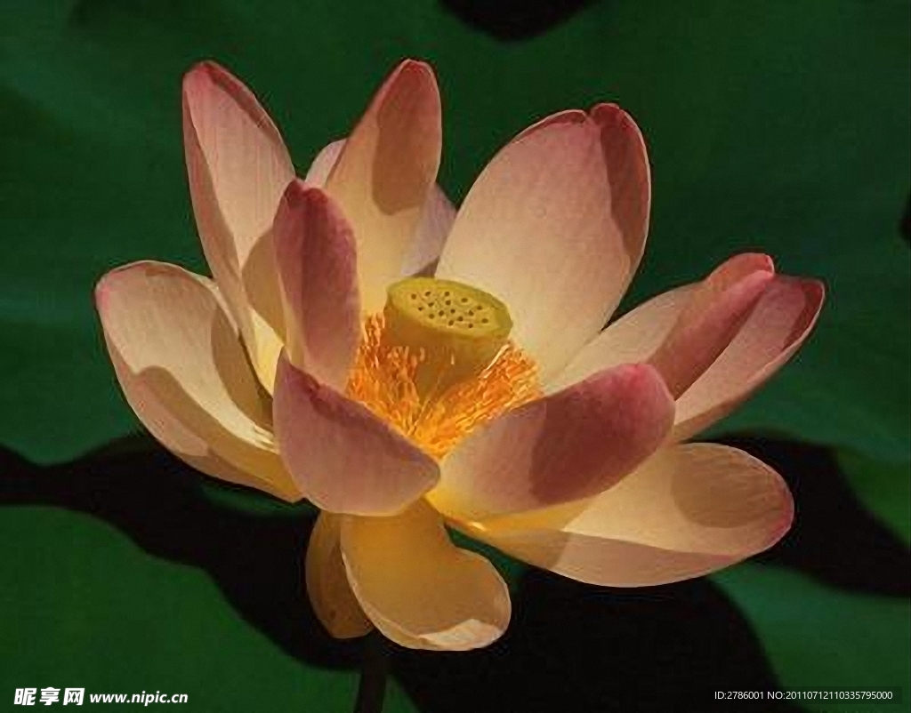 莲花