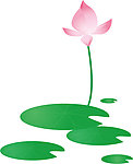 荷花