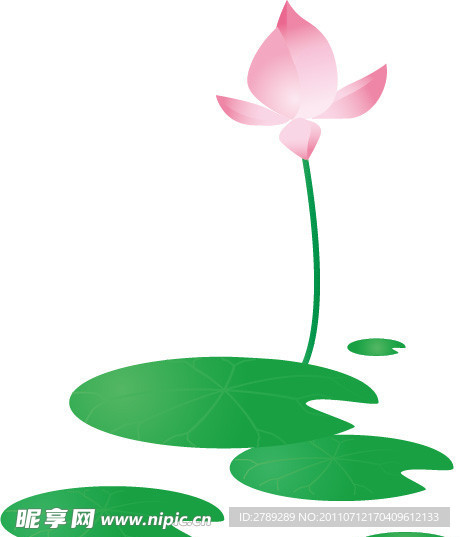 荷花