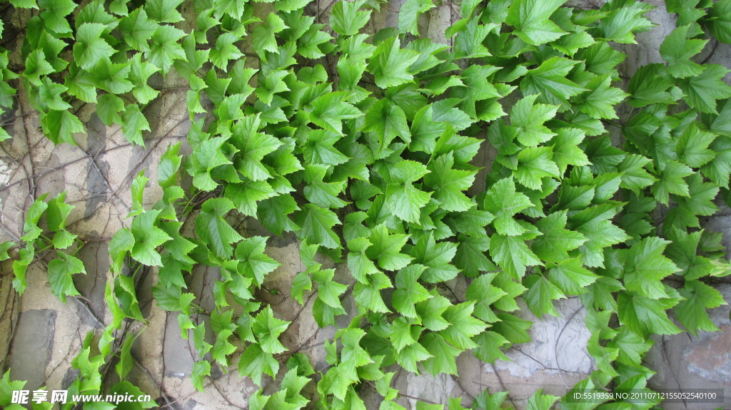 爬山虎