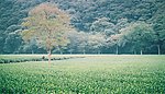 杭州美景