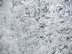 雪景