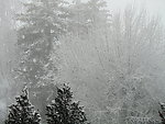 雪景