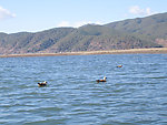 大海