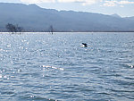大海