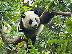 爬在树枝上的大熊猫