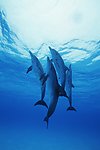 海豚