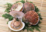 海鲜 海螺 海鲜贝类