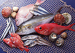 海鲜 海鱼 鱼类 海鲜食材