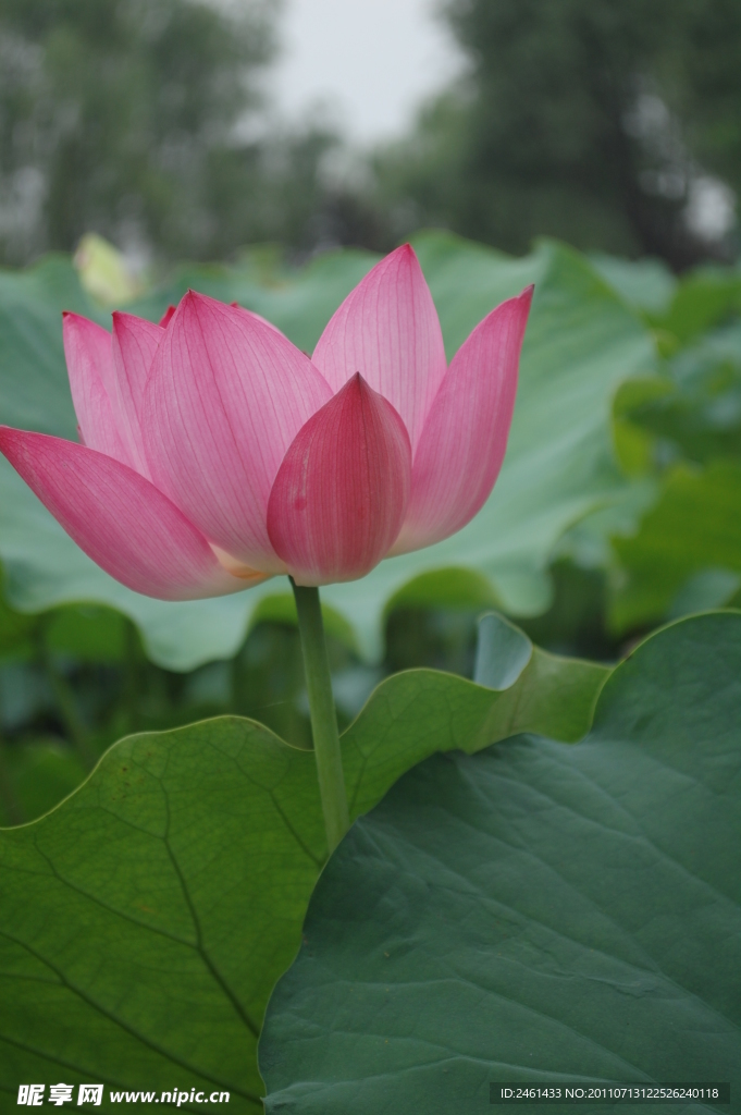 荷花