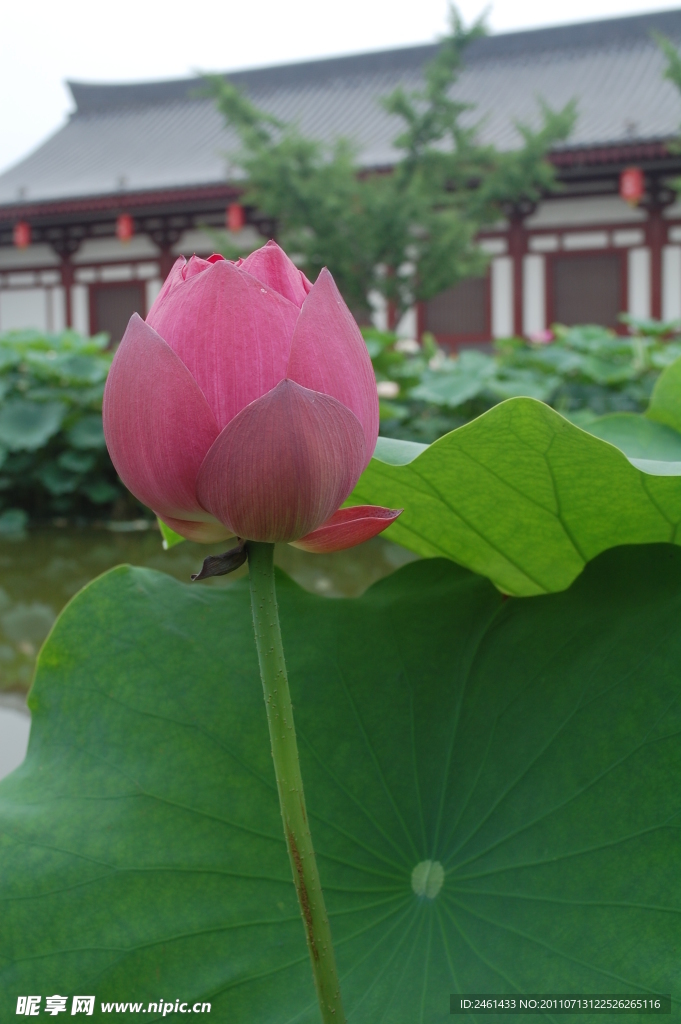 荷花