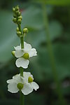 白色花