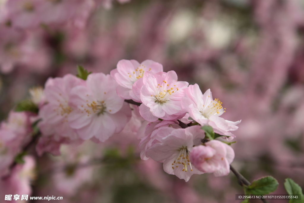 桃花正艳