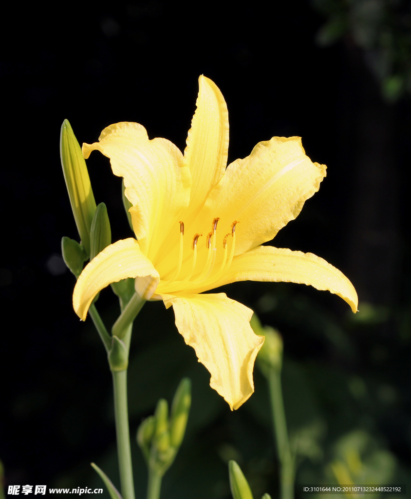 黄色百合花