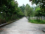 小路