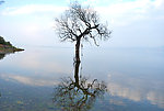 湖中老树