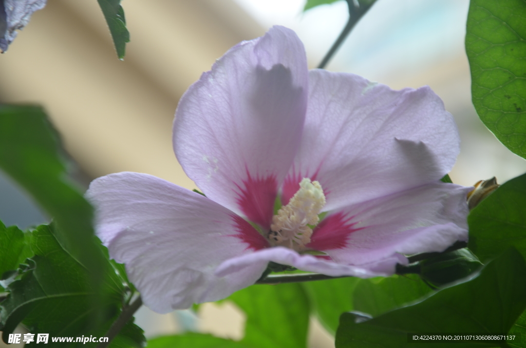 木槿花