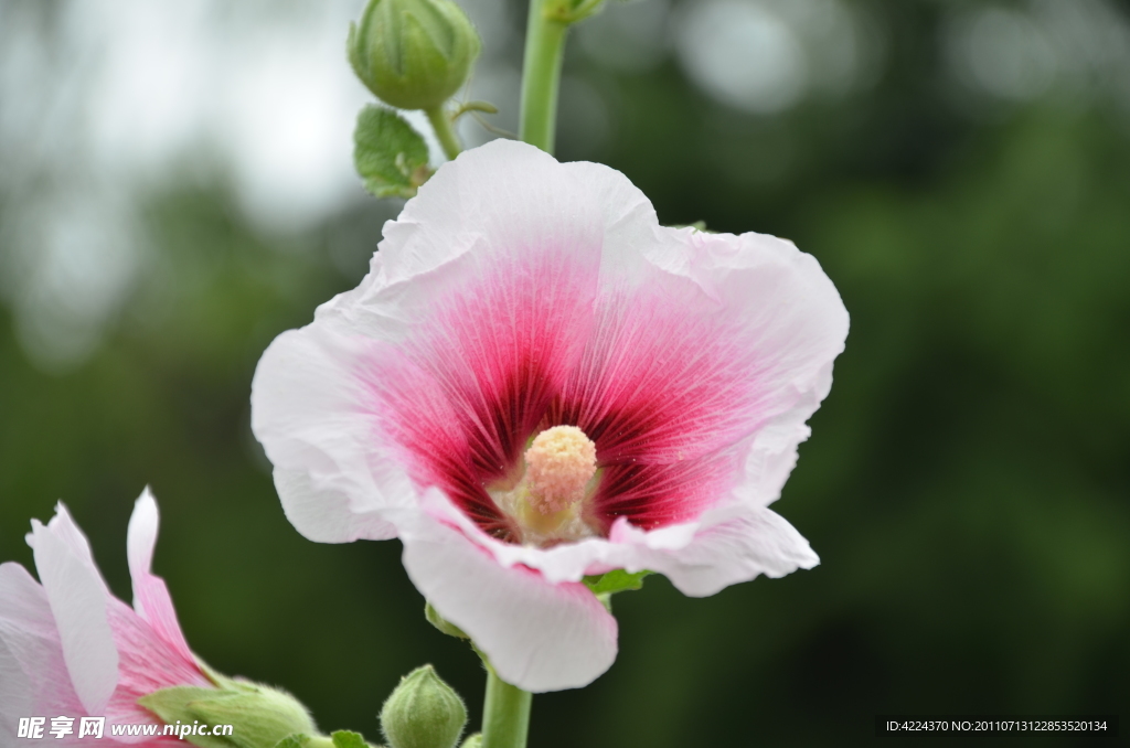 熟季花