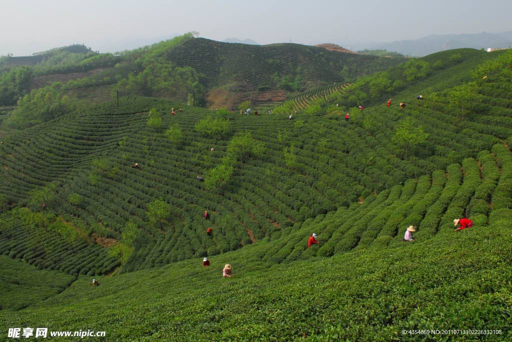 茶山