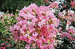 紫薇花