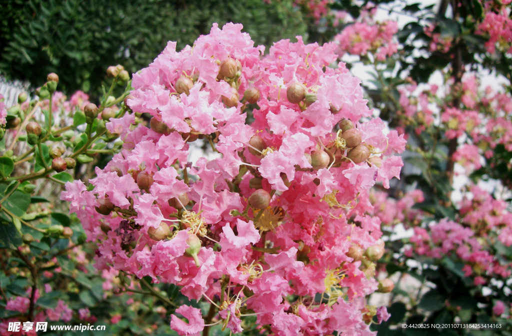 紫薇花