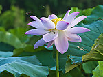 蜜蜂与荷花