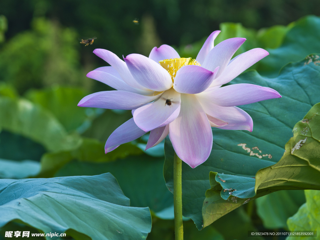 蜜蜂与荷花