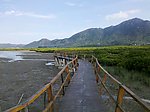 云霄红树林