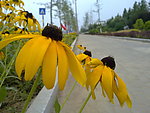 小黄花