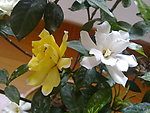 茶花