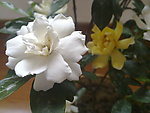 白茶花