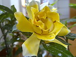 茶花
