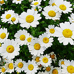 雉菊