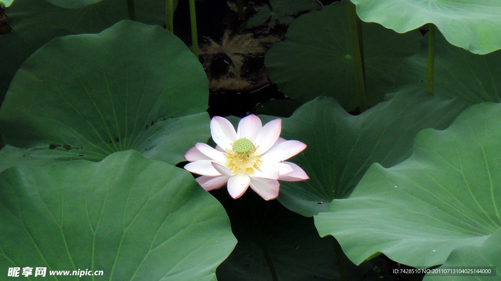 莲花
