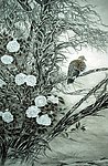 工笔山鸟清晰大图