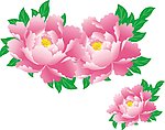牡丹花