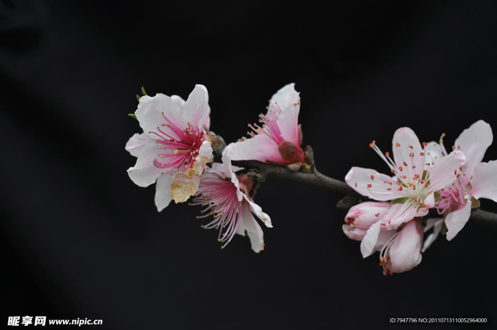 桃花朵朵开
