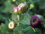 菊花花蕊