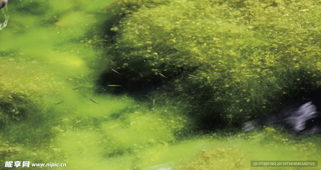 清澈河水水草