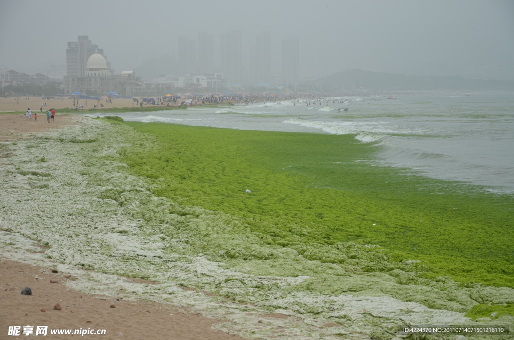 浒苔上岸