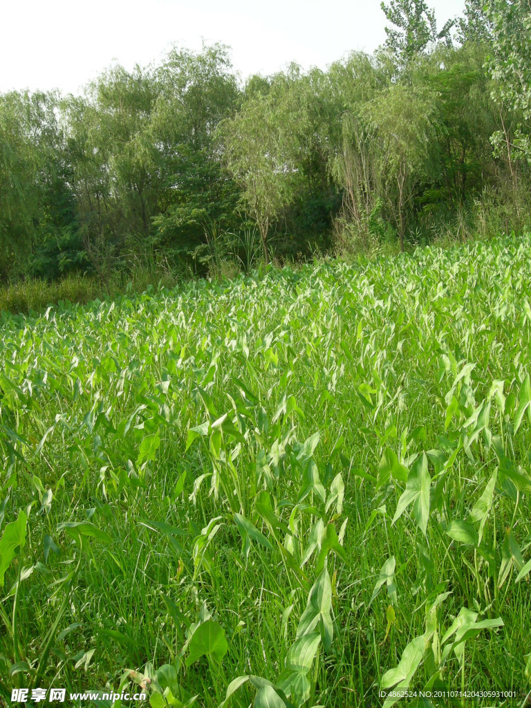 溱湖 湿地