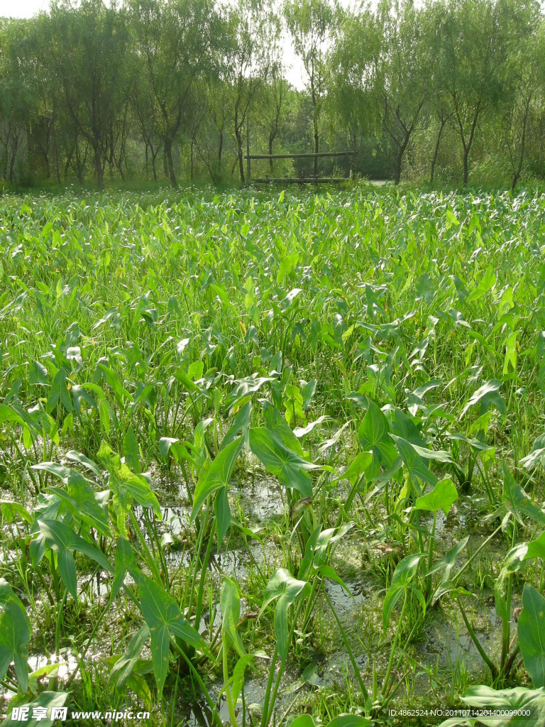 溱湖 湿地